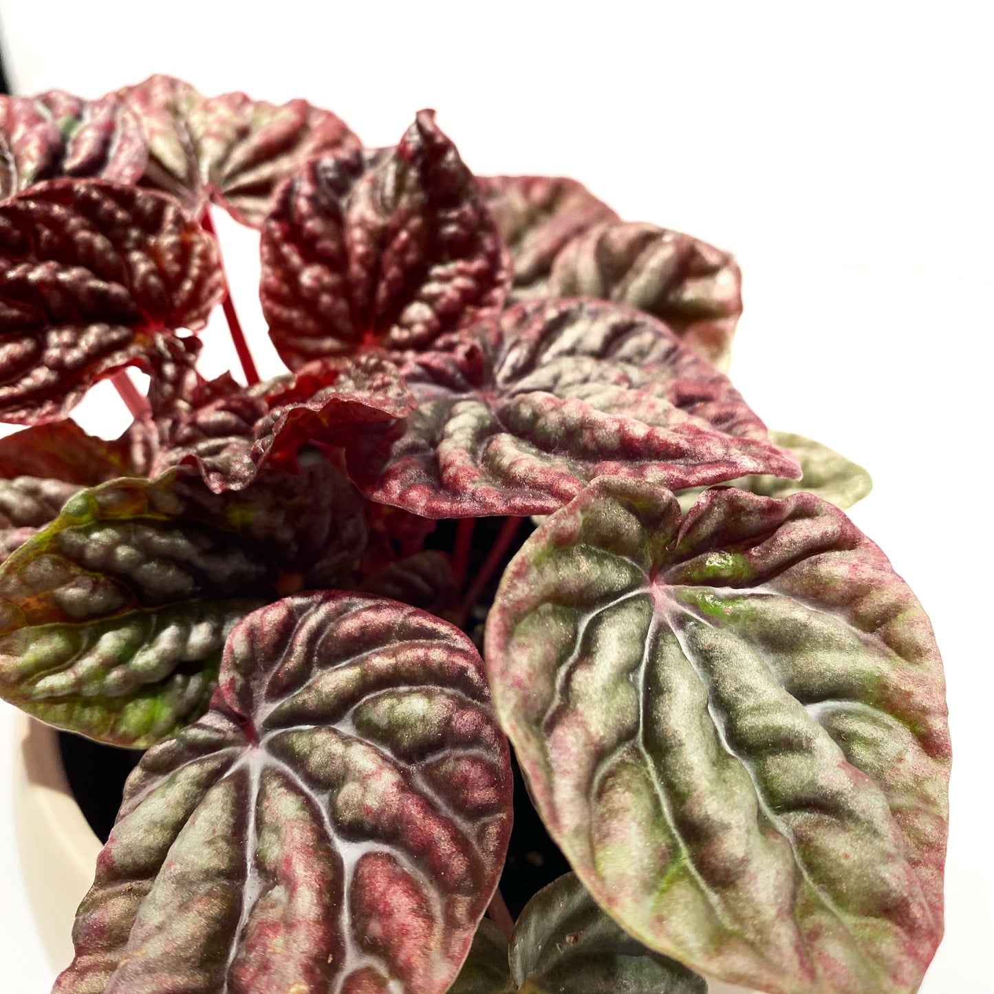 Peperomia Caperata ''Ripple Red''