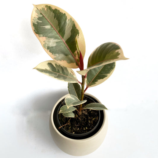 Ficus Elastica “Tineke”