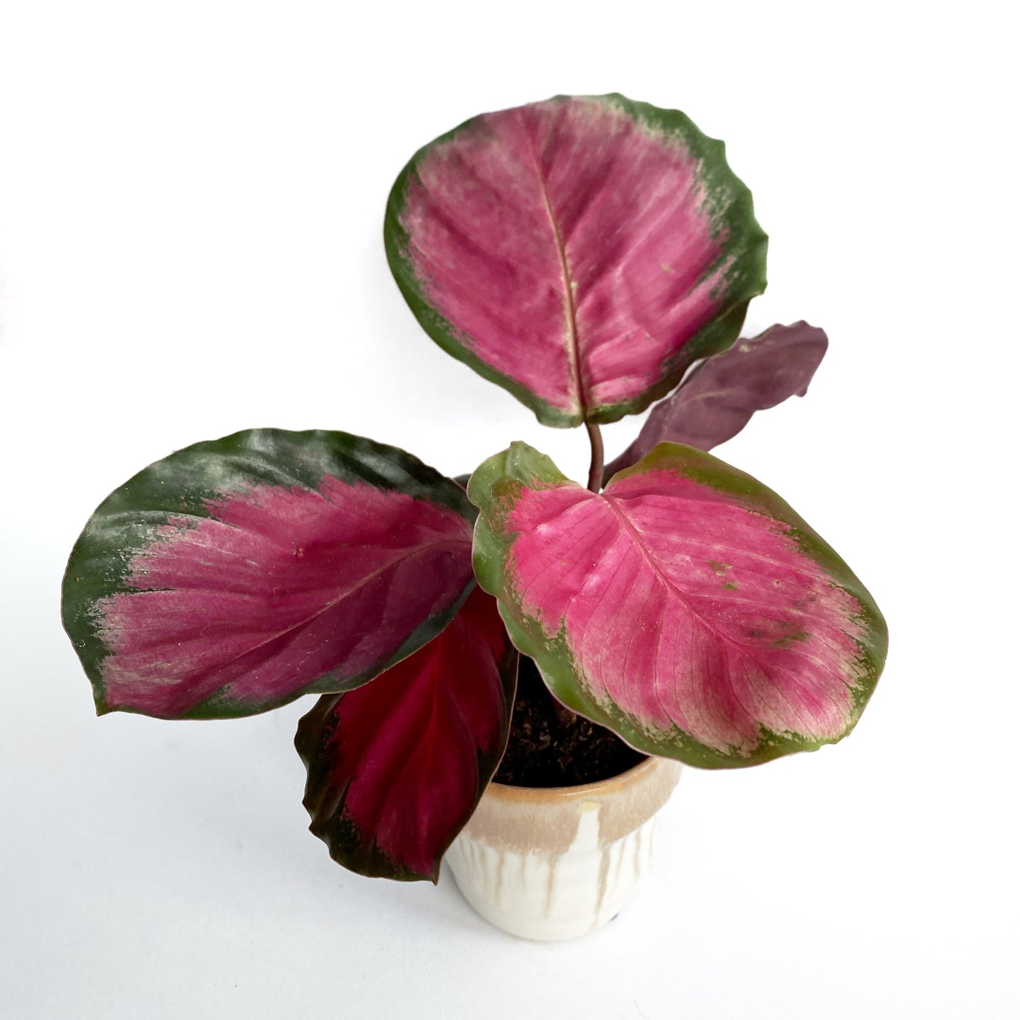 Calathea roseopicta « Rosy »