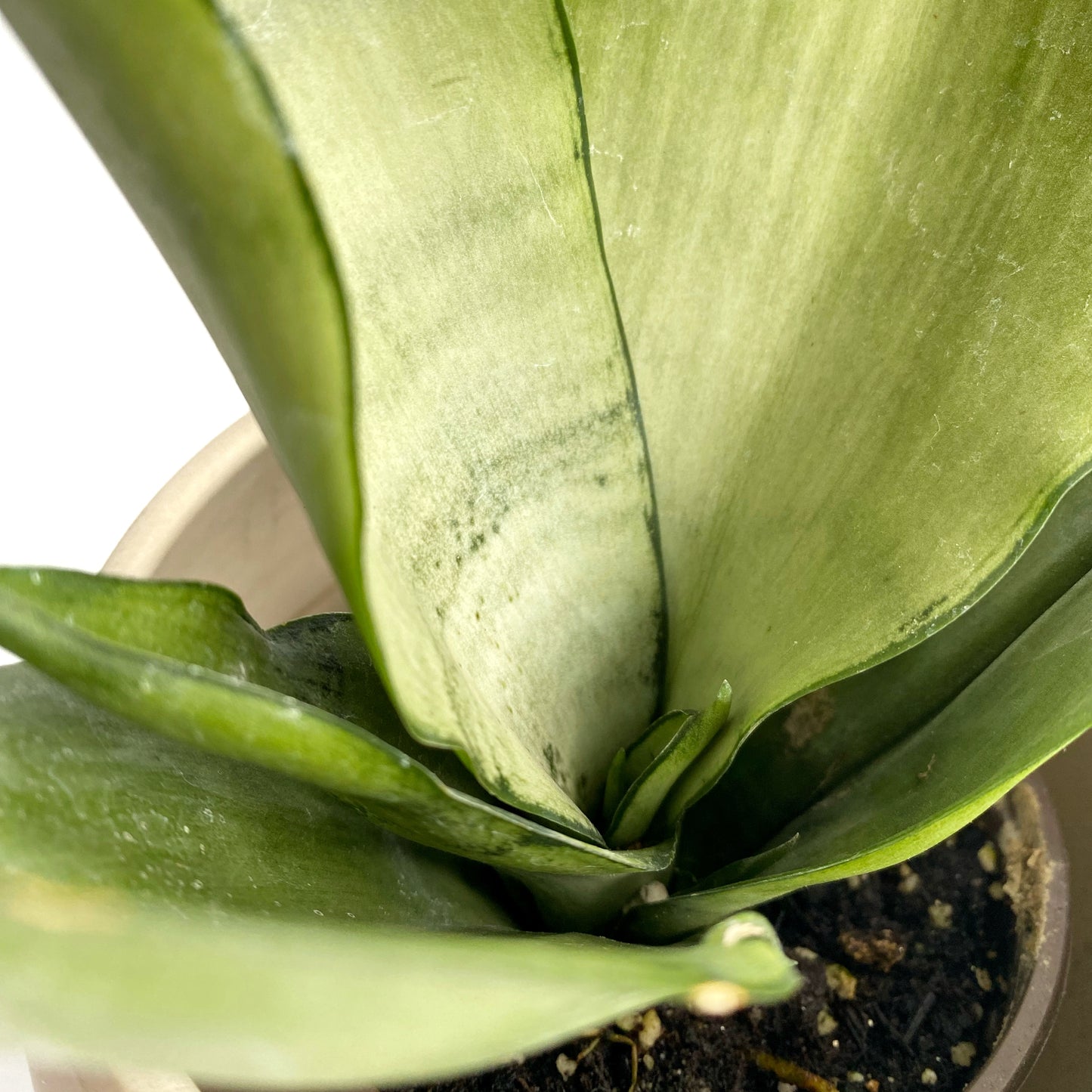 Sanseveria Moonshine