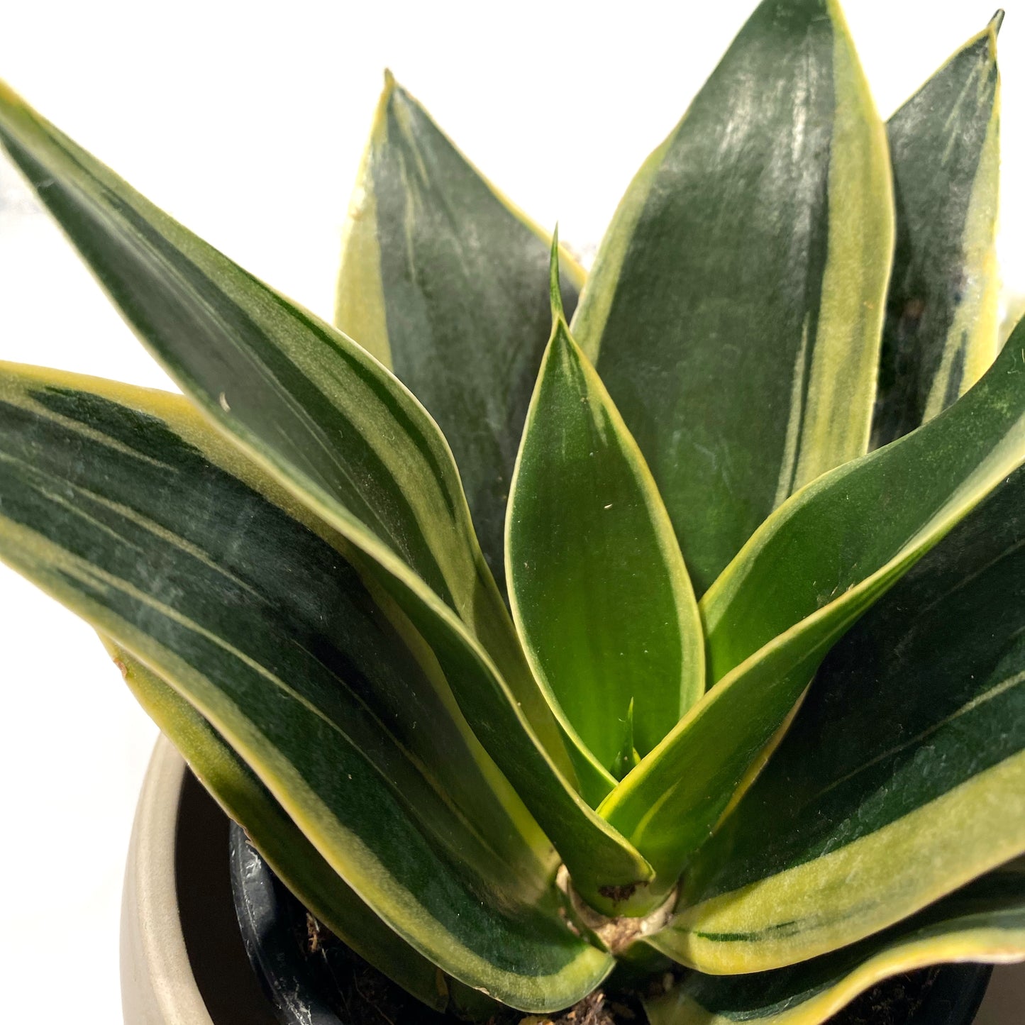 Sanseveria Florida Variegata