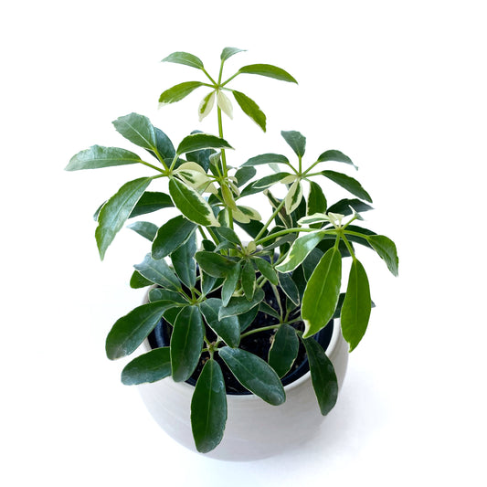 Schefflera arborocola « variegata »