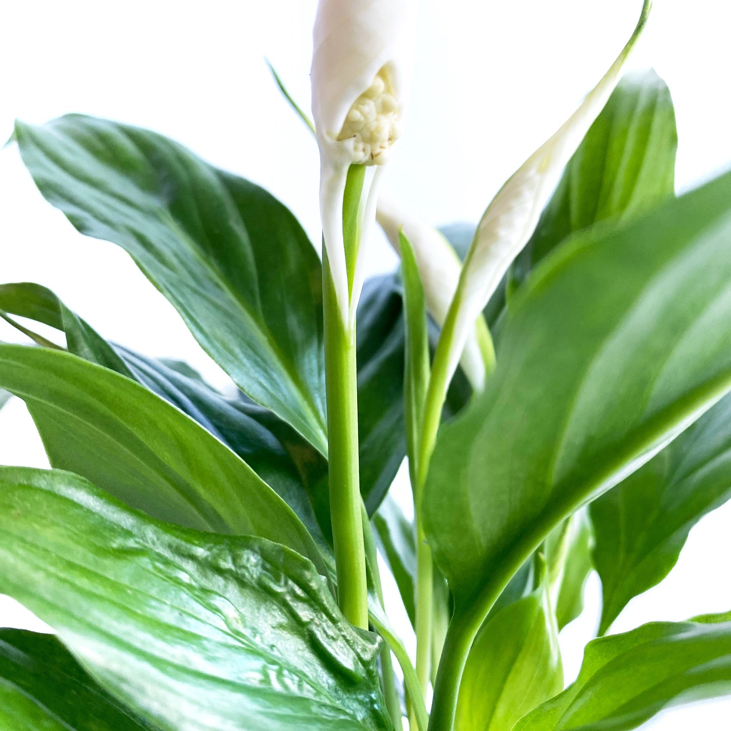 Spathiphyllum wallisii