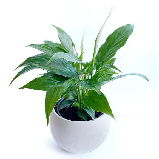 Spathiphyllum wallisii