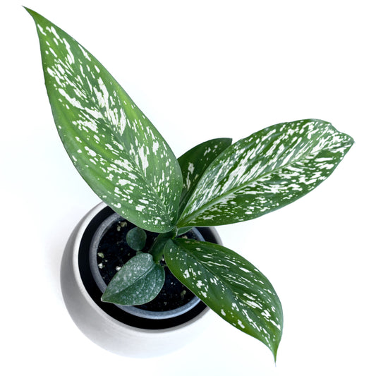 Dieffenbachia Blizzard