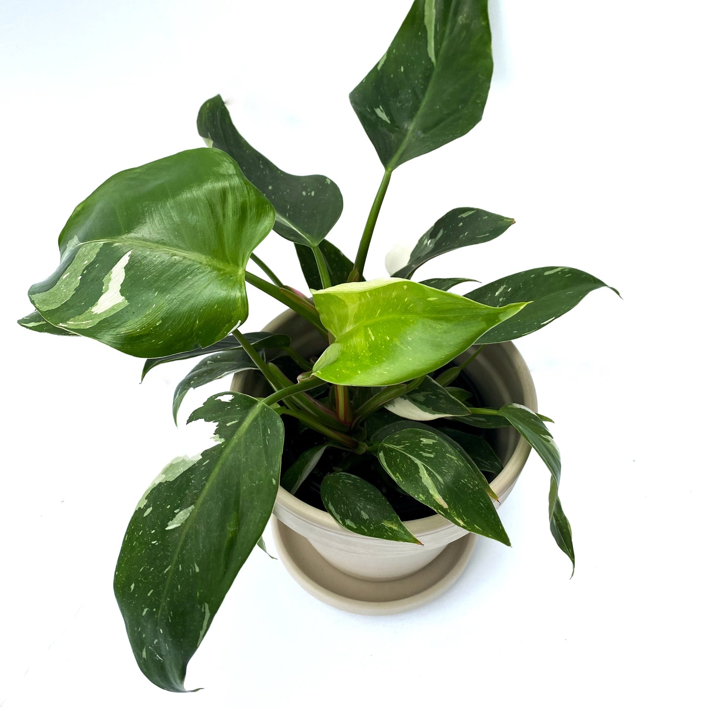 Philodendron White Princess