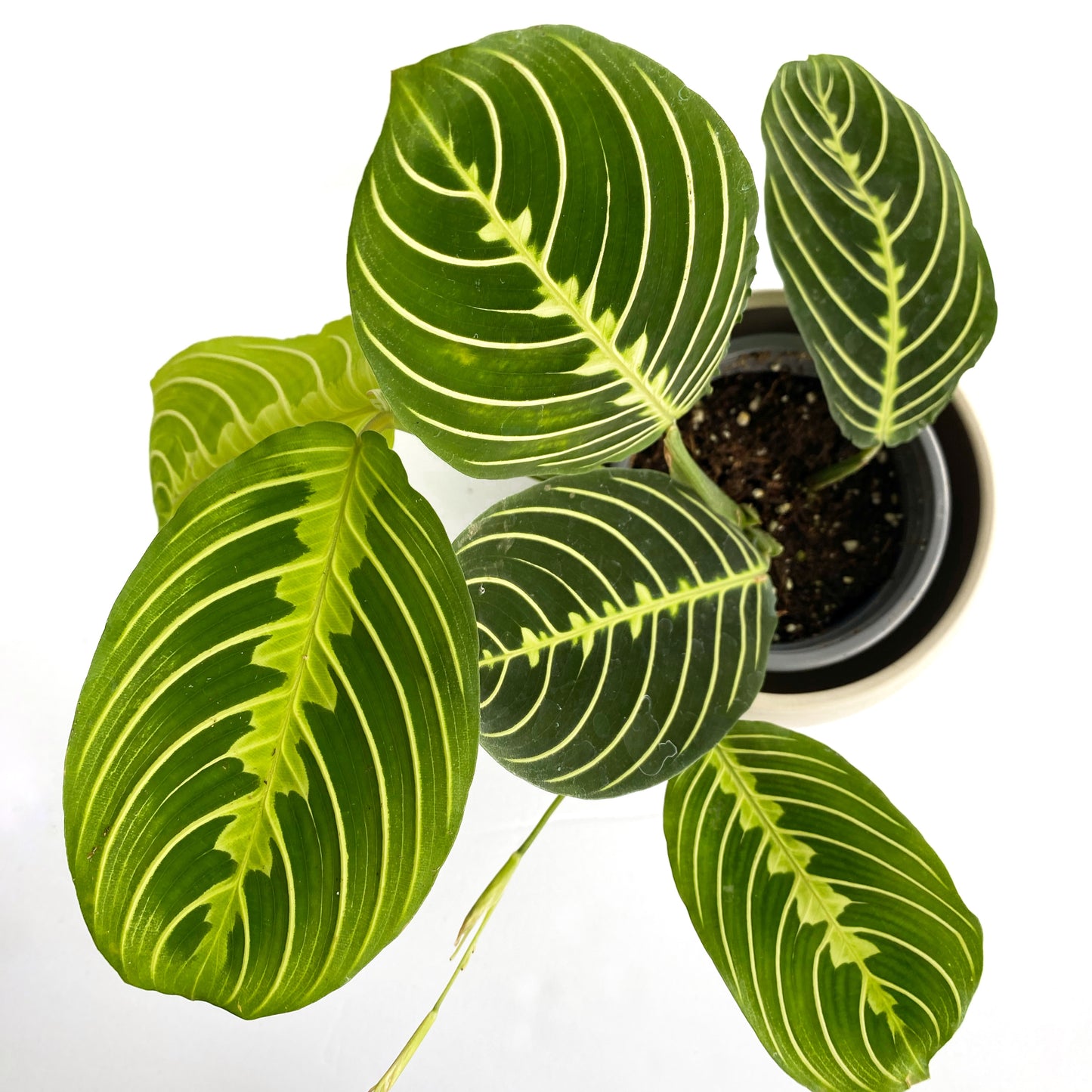 Maranta lime