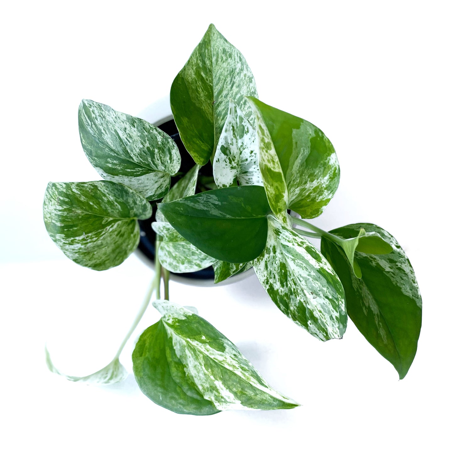 Pothos marble queen