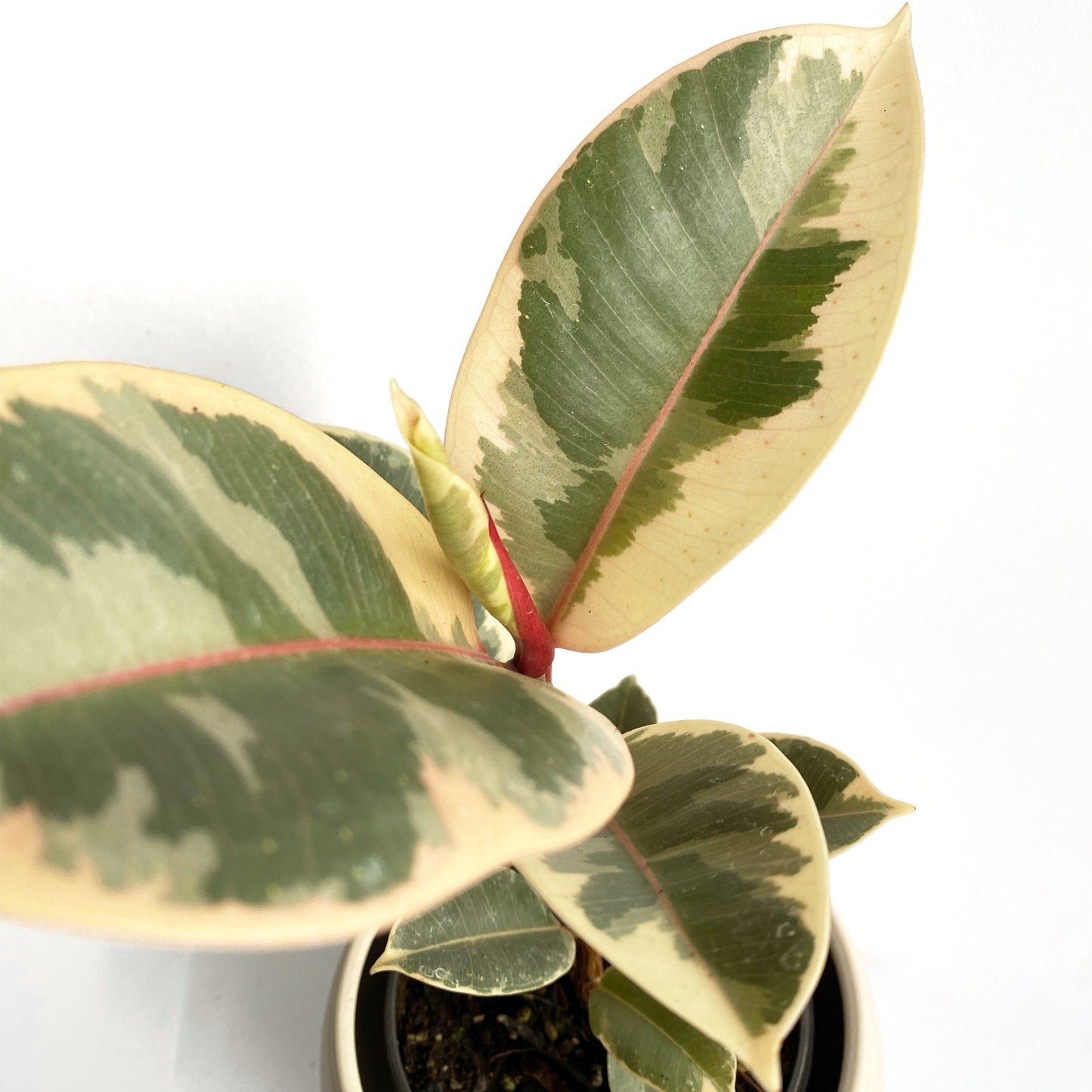 Ficus Elastica “Tineke”