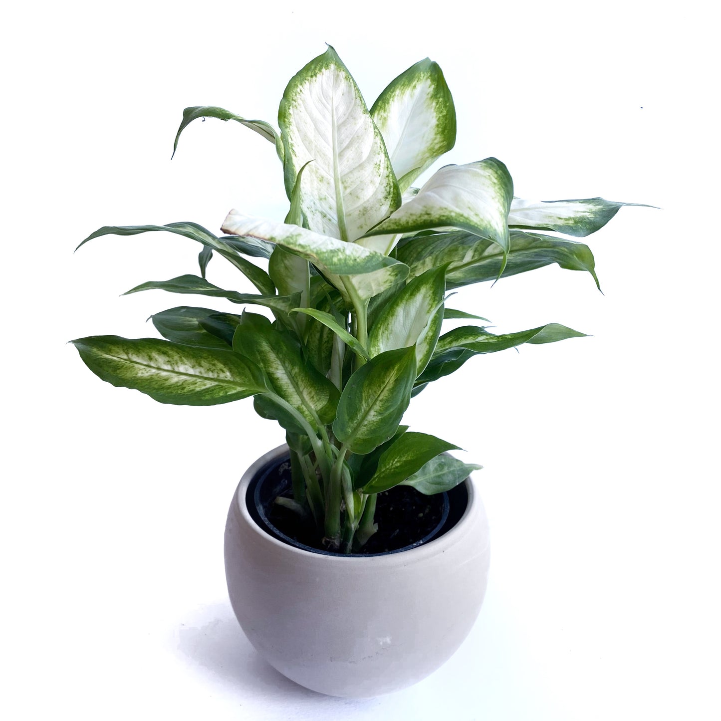 Dieffenbachia Camille