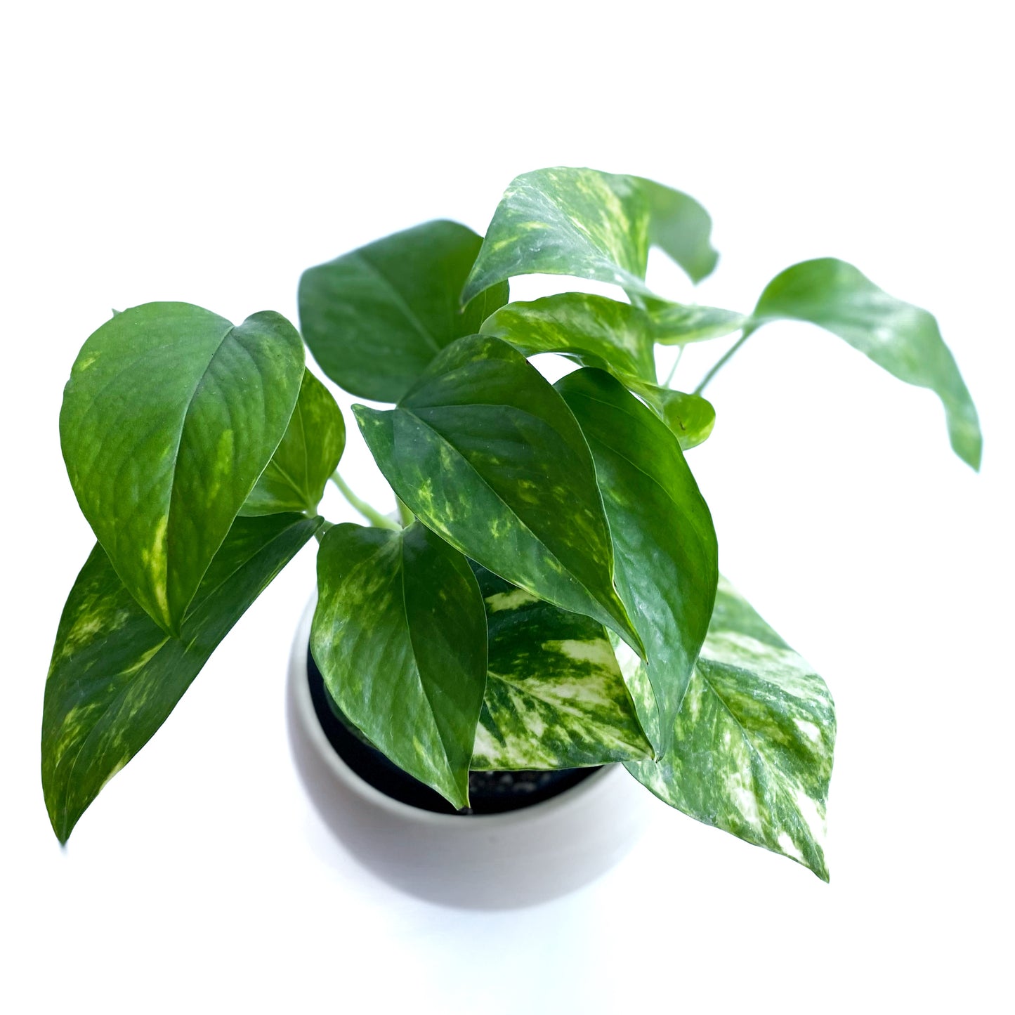 Pothos golden