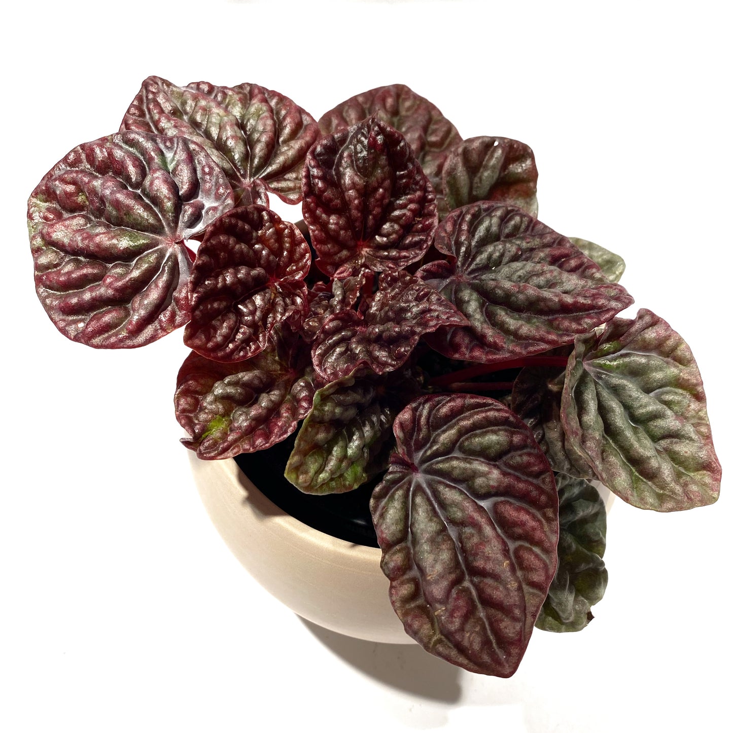 Peperomia Caperata ''Ripple Red''