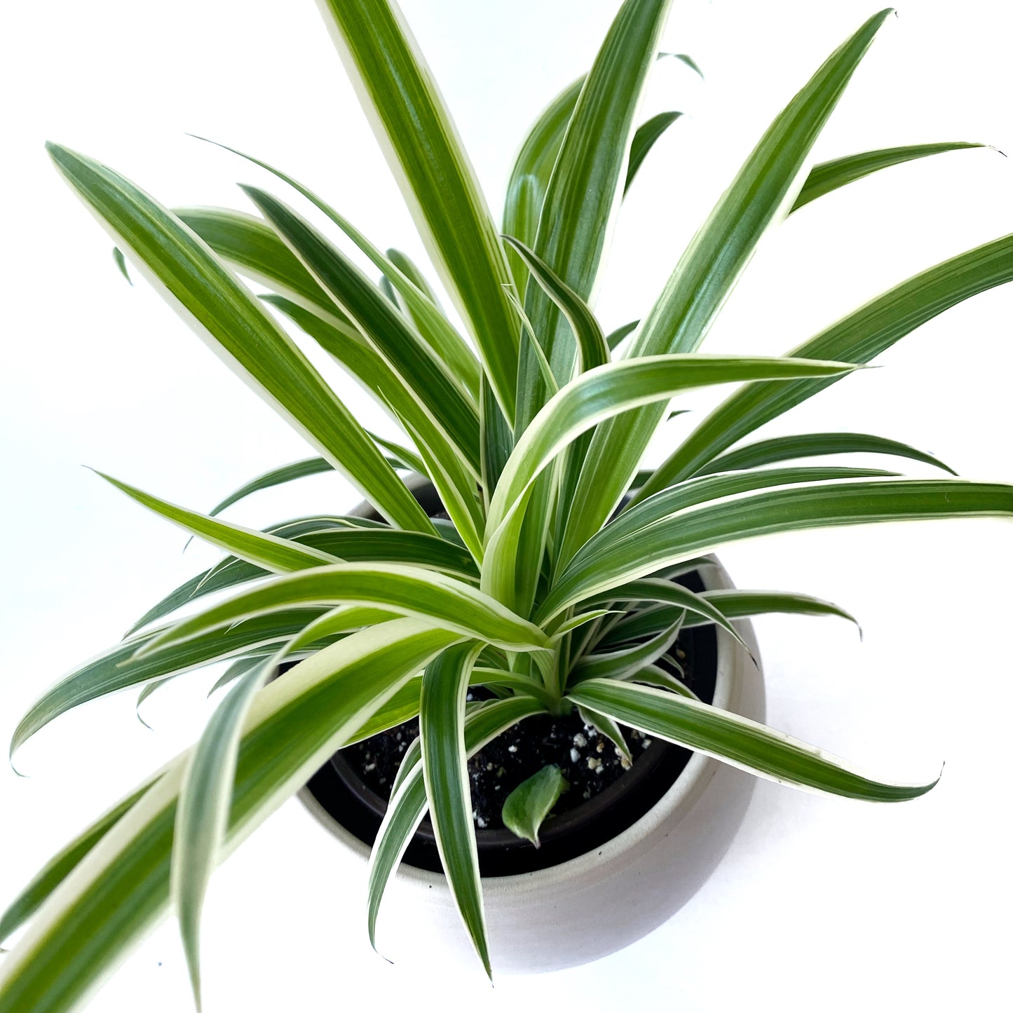 Chlorophytum Comosum