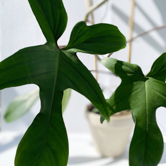 Philodendron Florida green | 6''