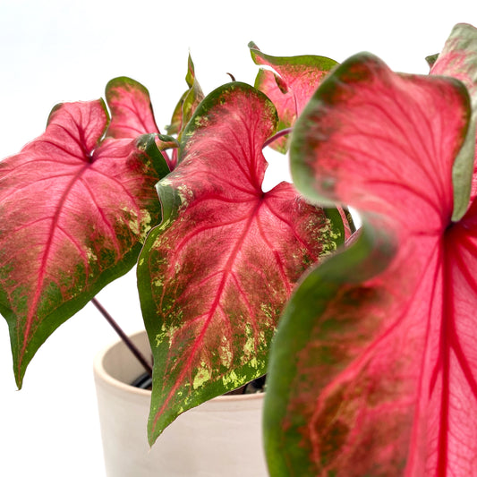 Caladium 'Florida Red Ruffles'