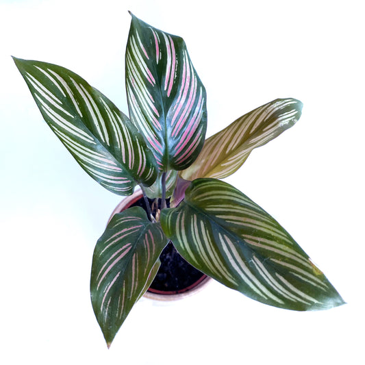 Calathea White Star