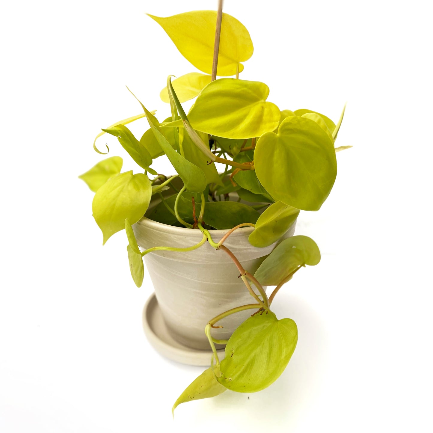 Philodendron « lemon lime »