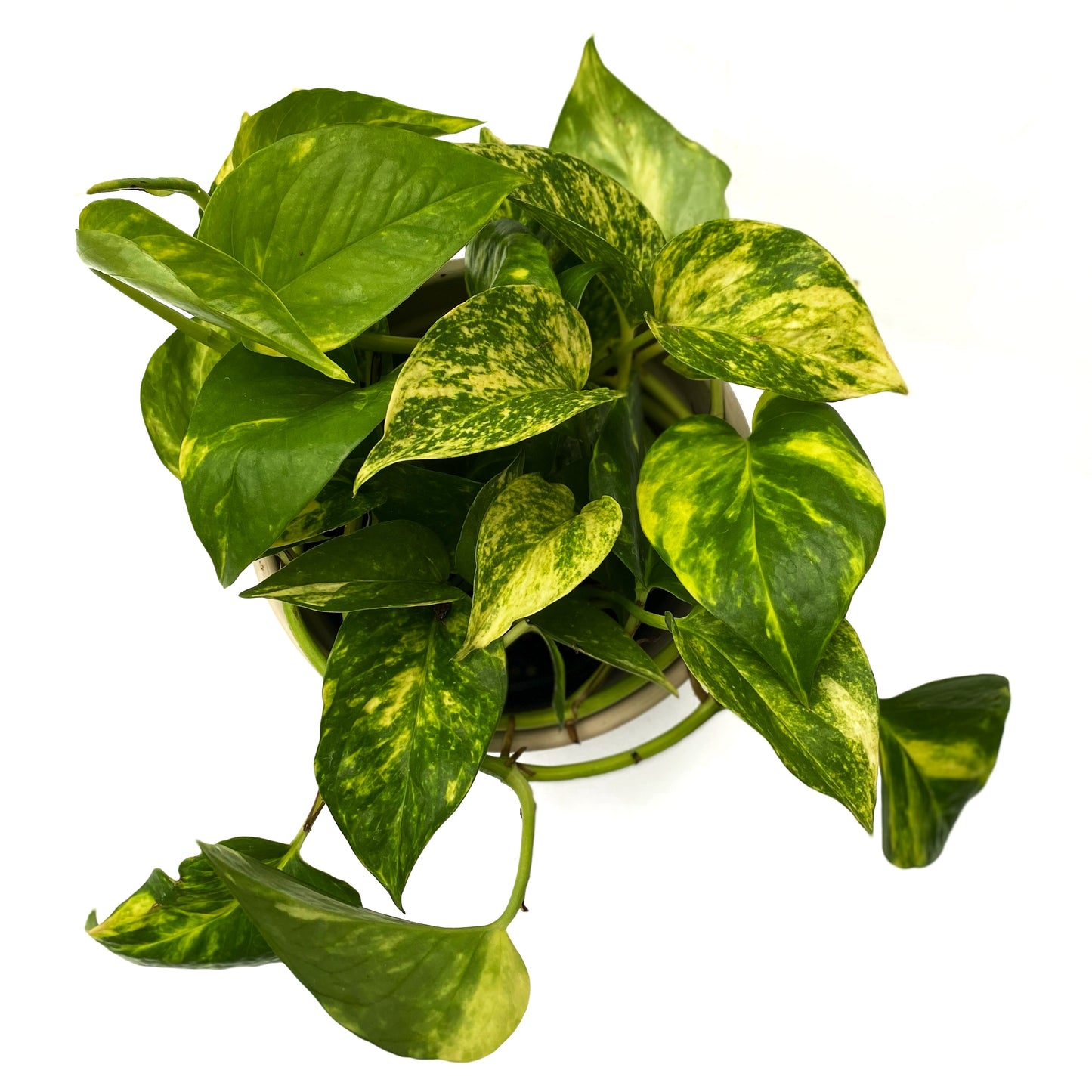 Pothos Golden Hawaiian