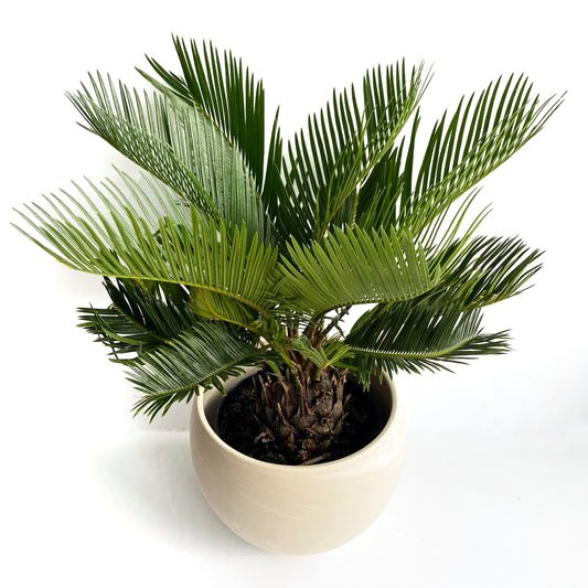 Cycas Revoluta