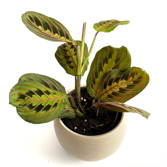 Maranta Leuconeura rouge