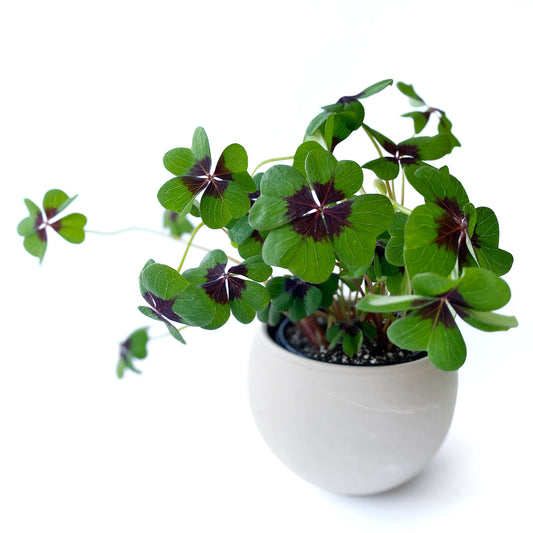 Oxalis Tetraphylla ‘Iron Cross’