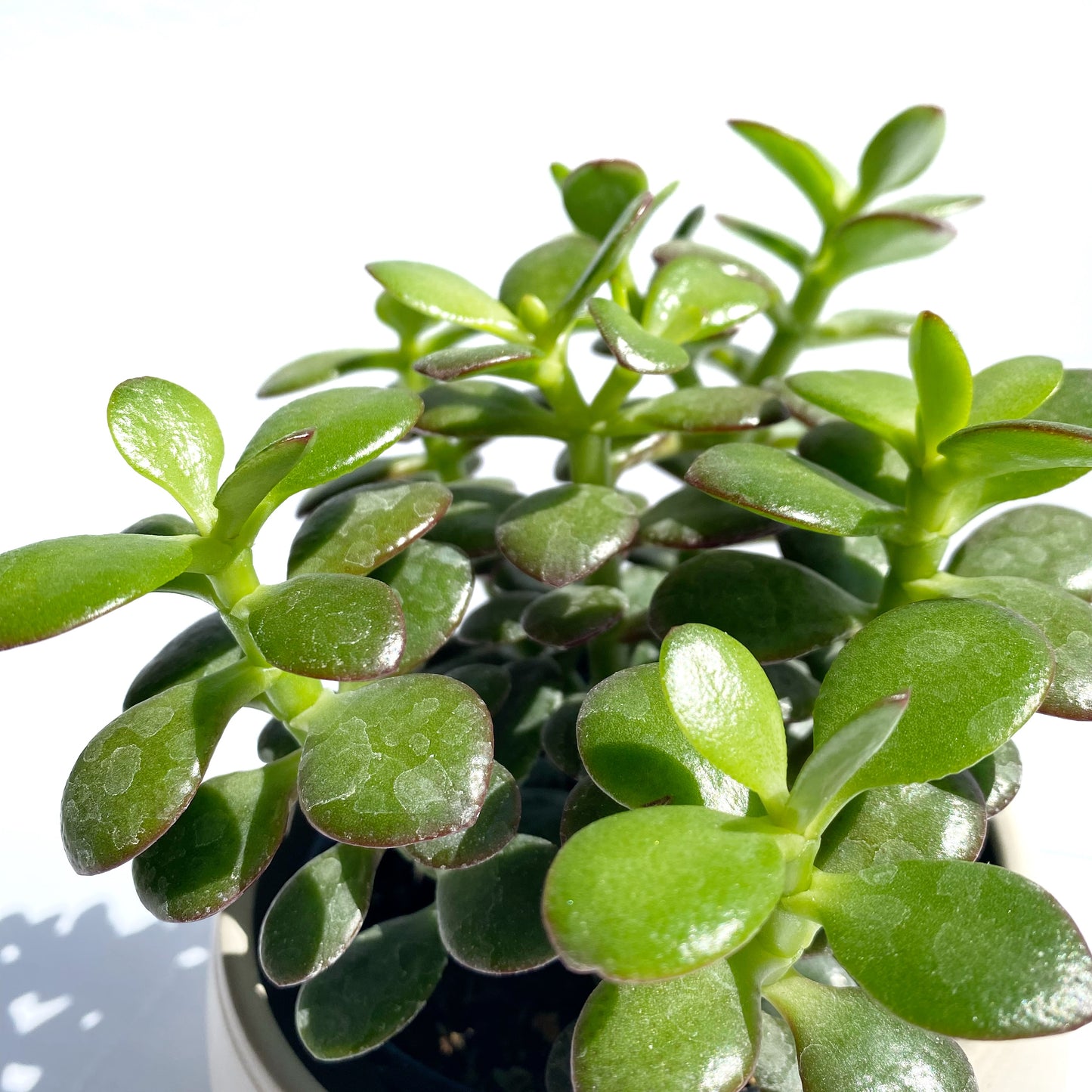 Crassula ovata