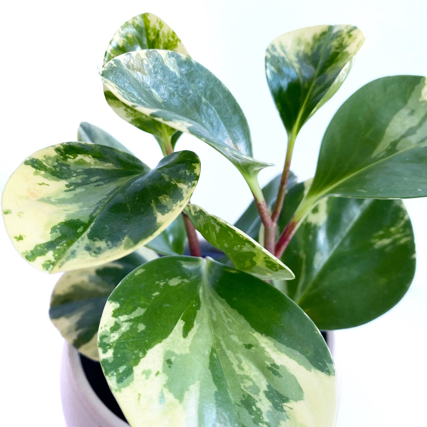 Peperomia obtusifolia « marble »