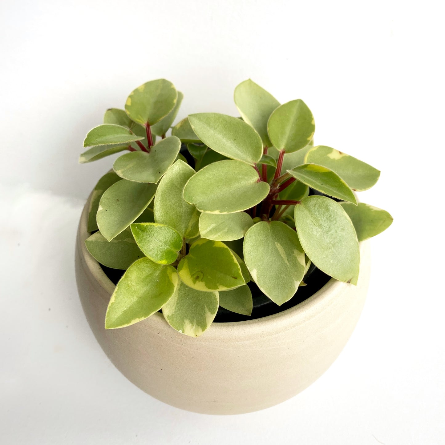 Peperomia Pixie « red stem »