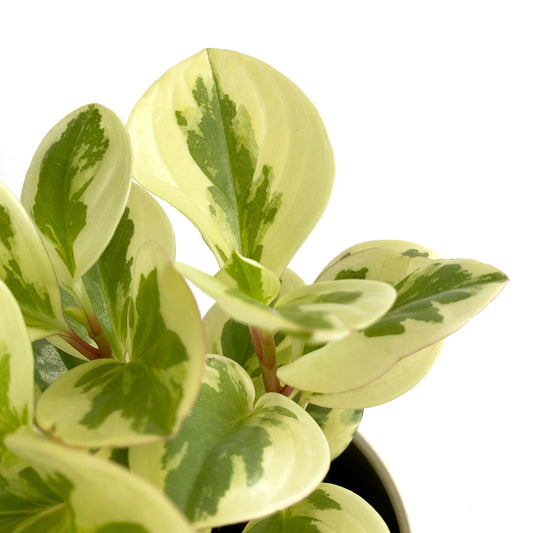 Peperomia obtusifolia « citrus »