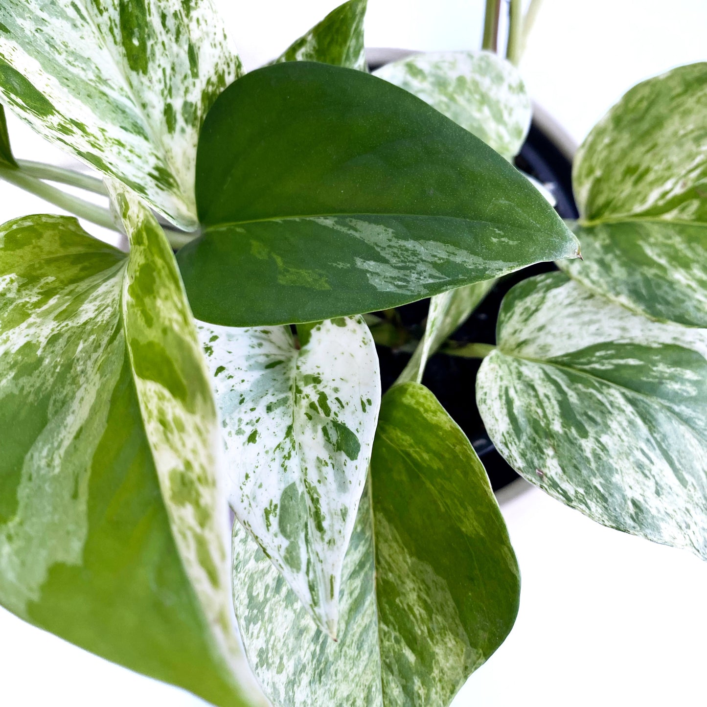 Pothos marble queen