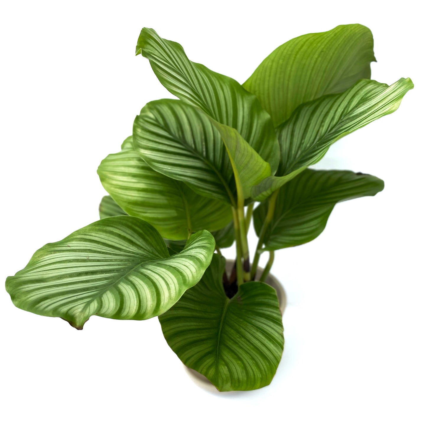 Calathea Orbifolia