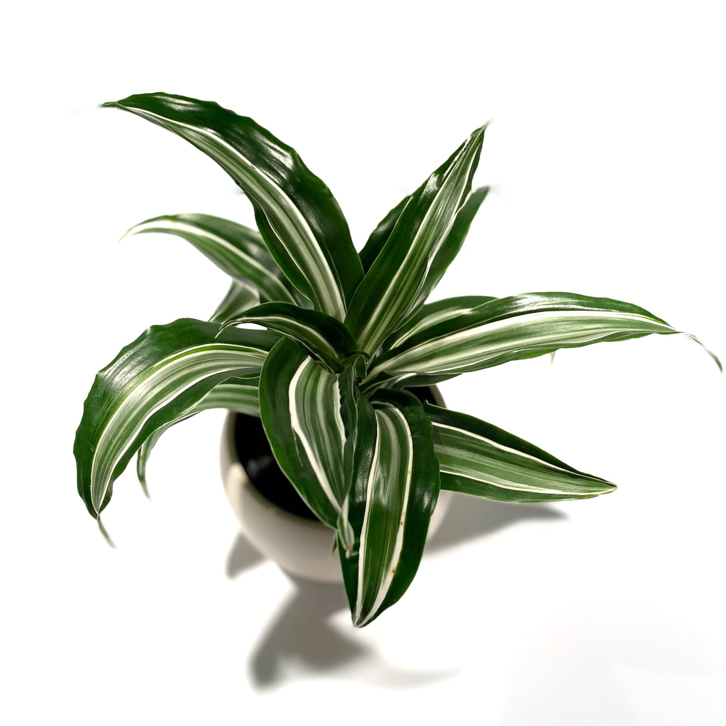 Dracaena Warniki Twister