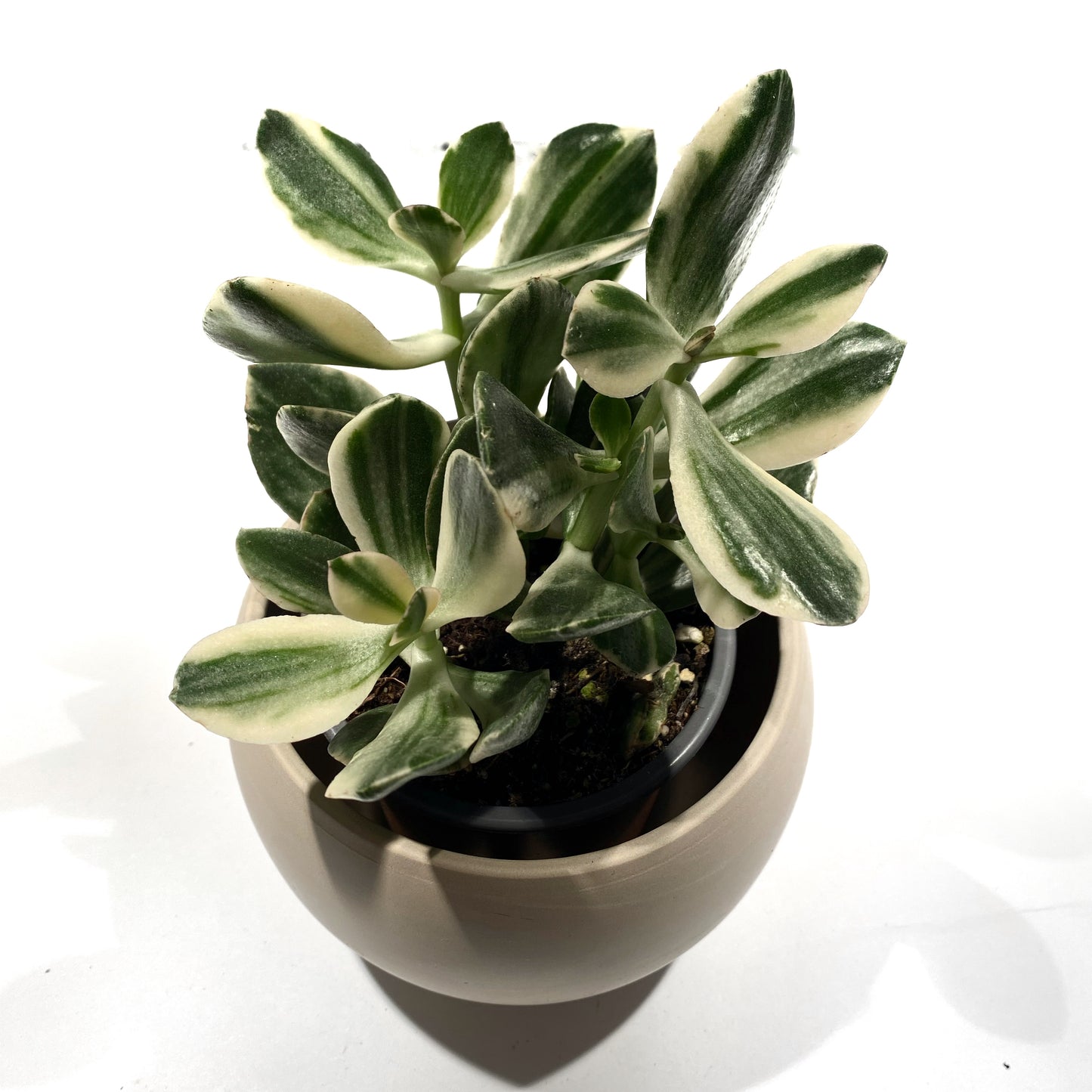 Crassula Ovata varigata