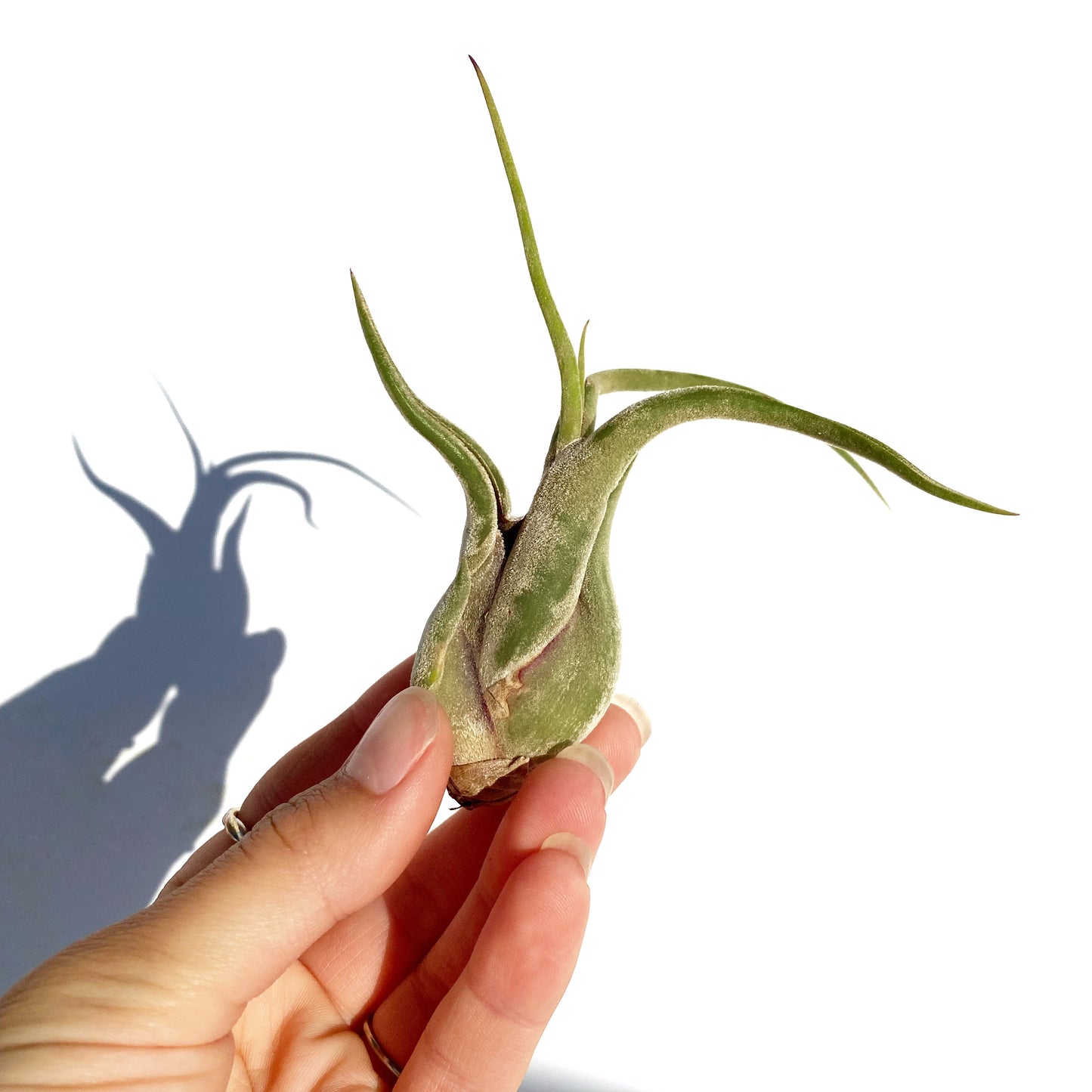 Tillandsia