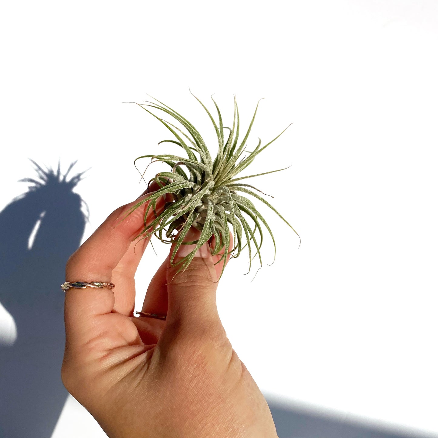 Tillandsia