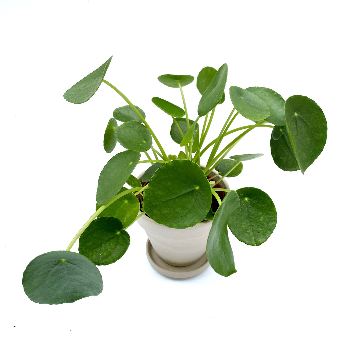 Pilea peperomioides | 4’’