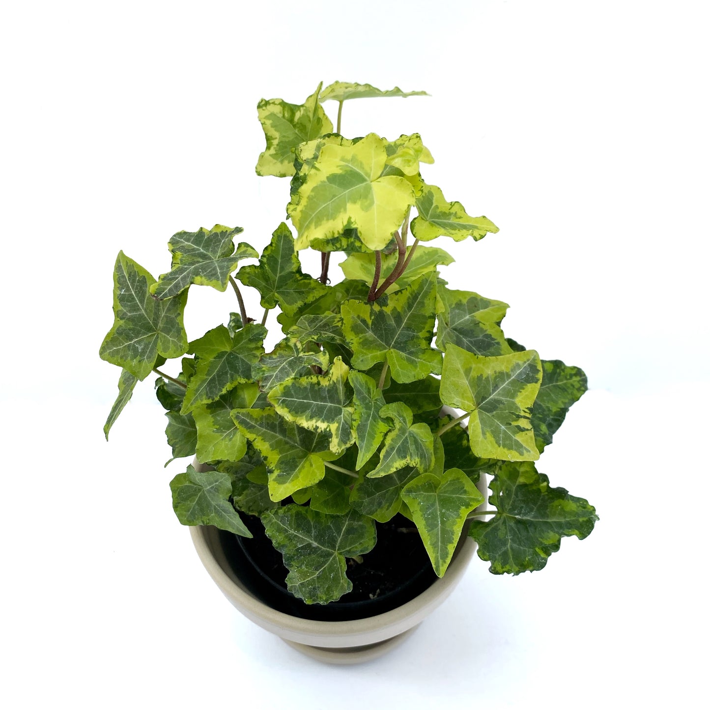 Hedera Helix | 3,5’’