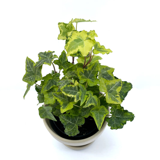 Hedera Helix | 3,5’’