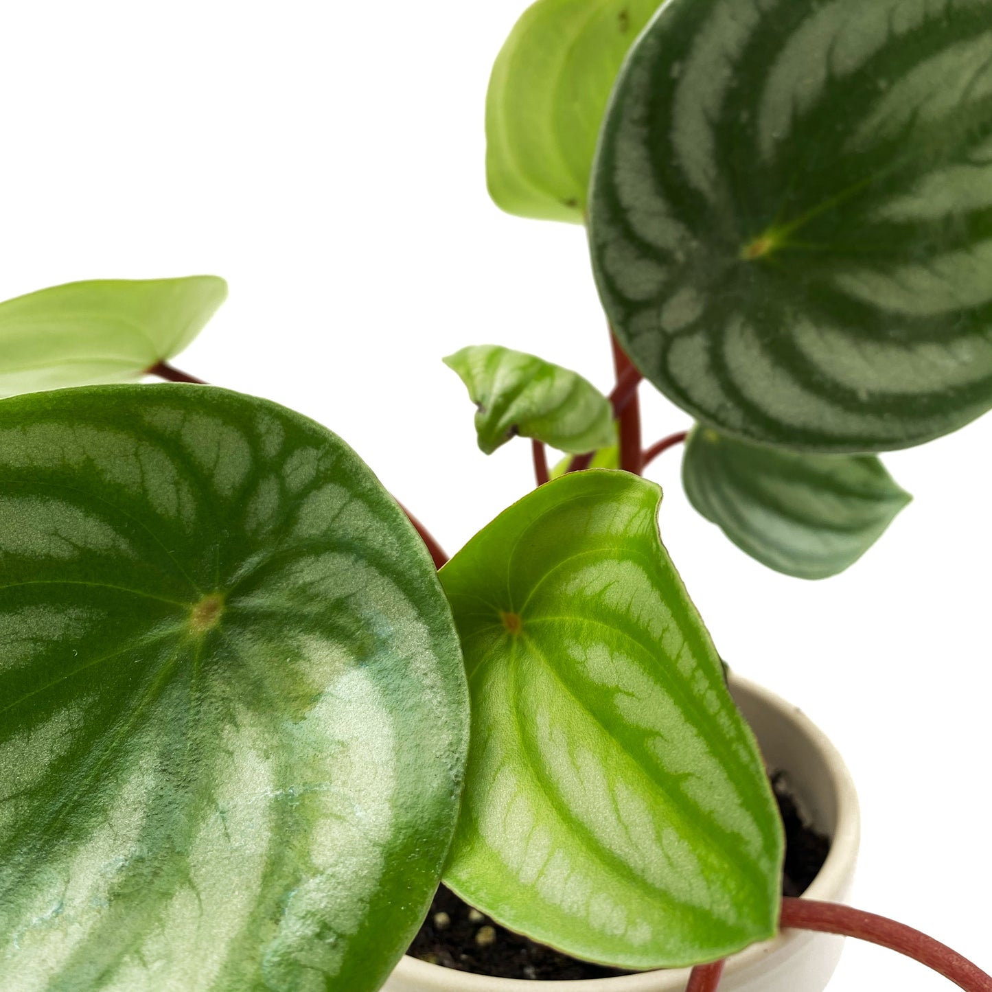 Peperomia Argyreia « watermelon »