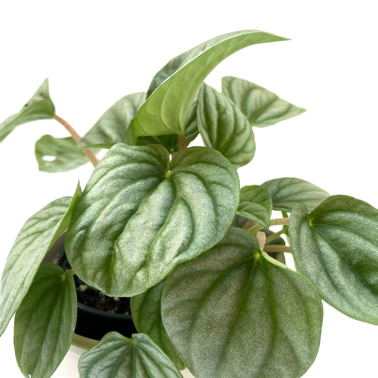 Peperomia Frost