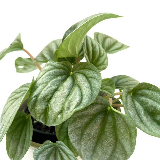 Peperomia Frost