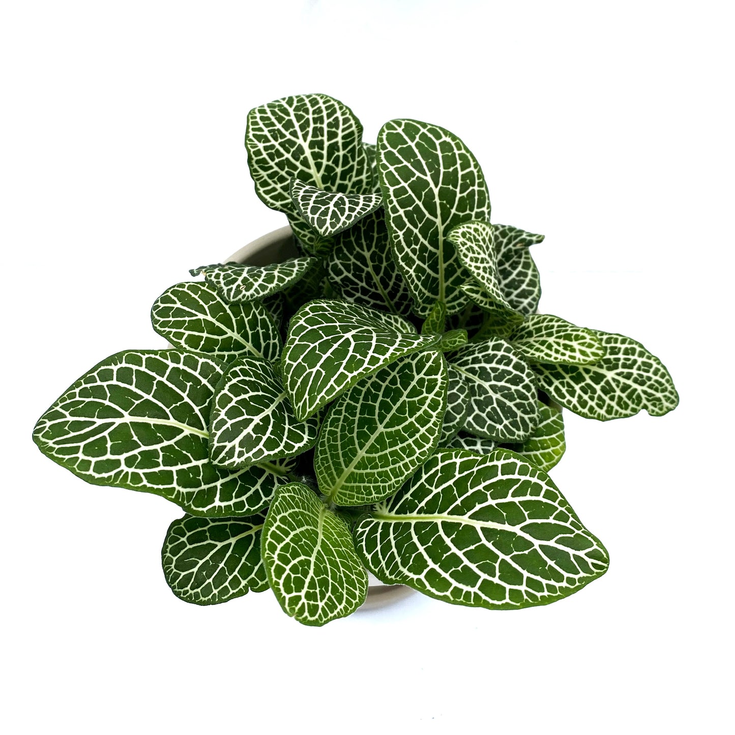 Fittonia