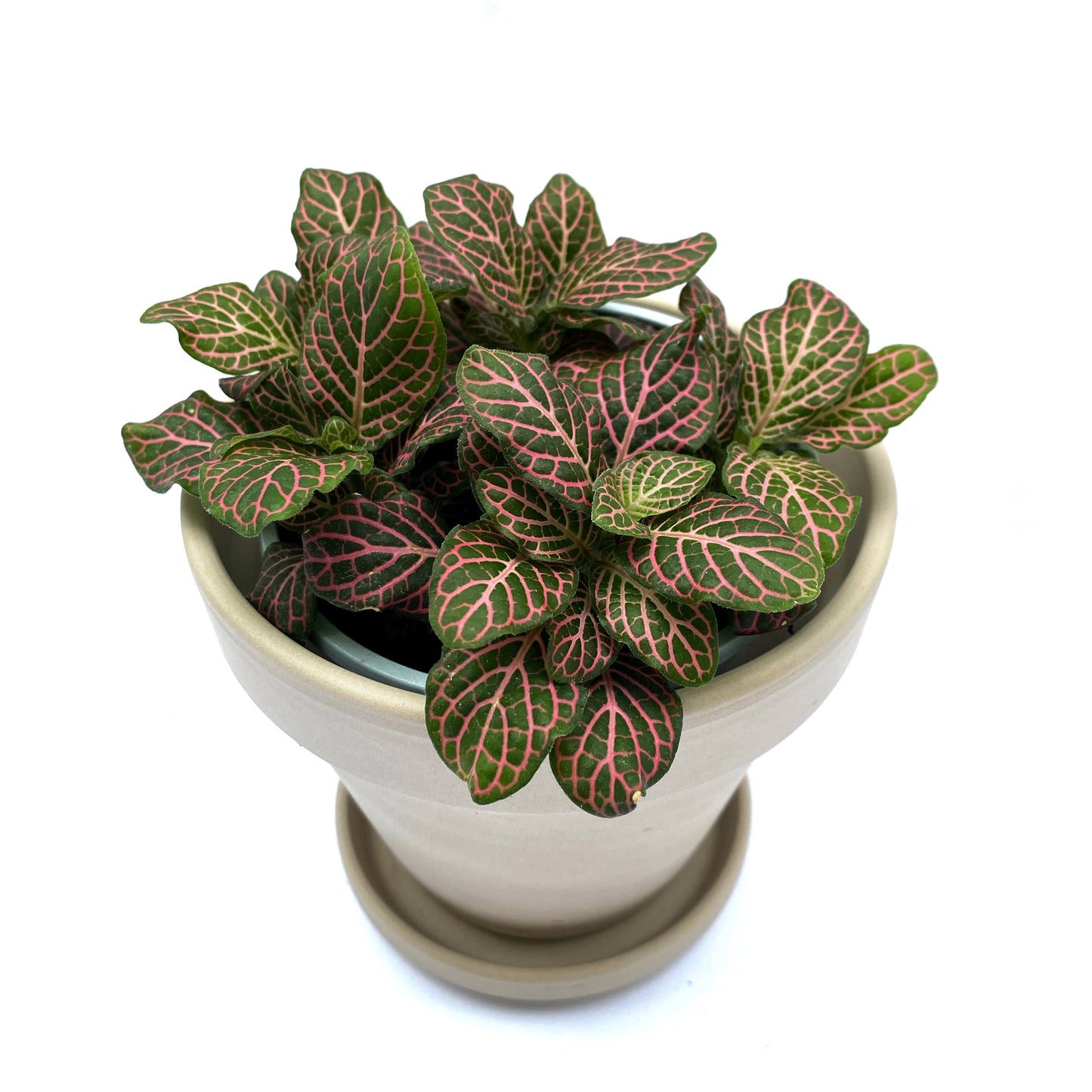 Fittonia | 3,5’’