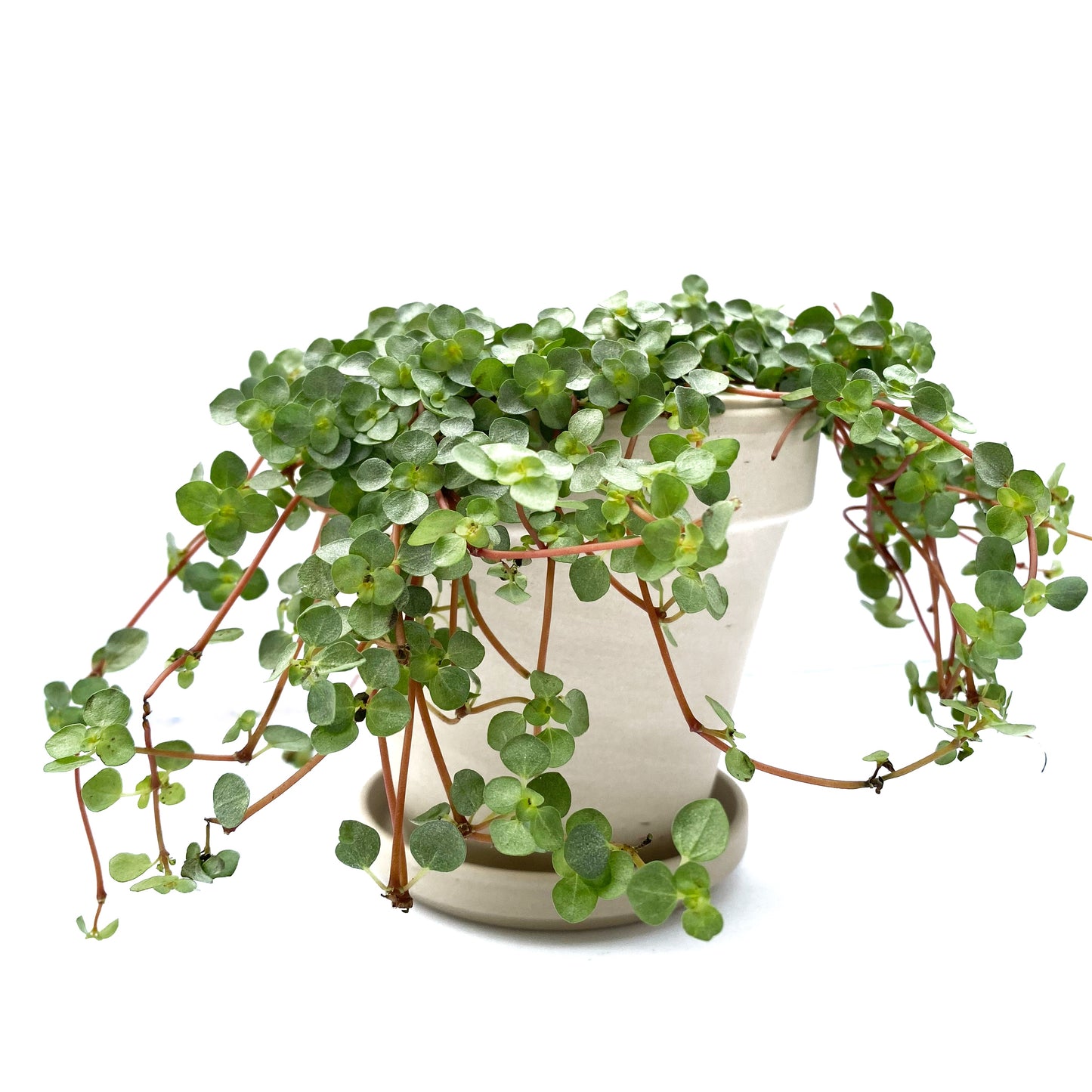 Pilea glauca