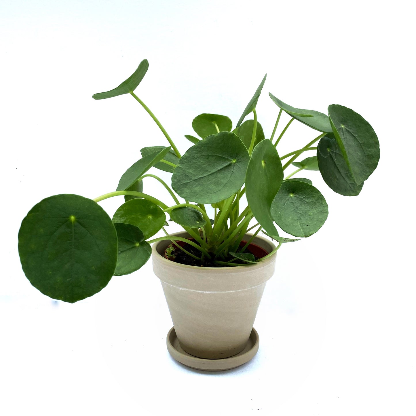 Pilea peperomioides | 4’’