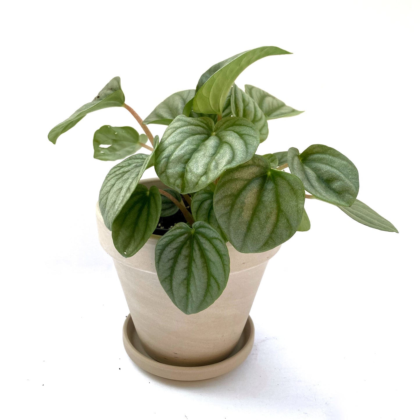 Peperomia Frost