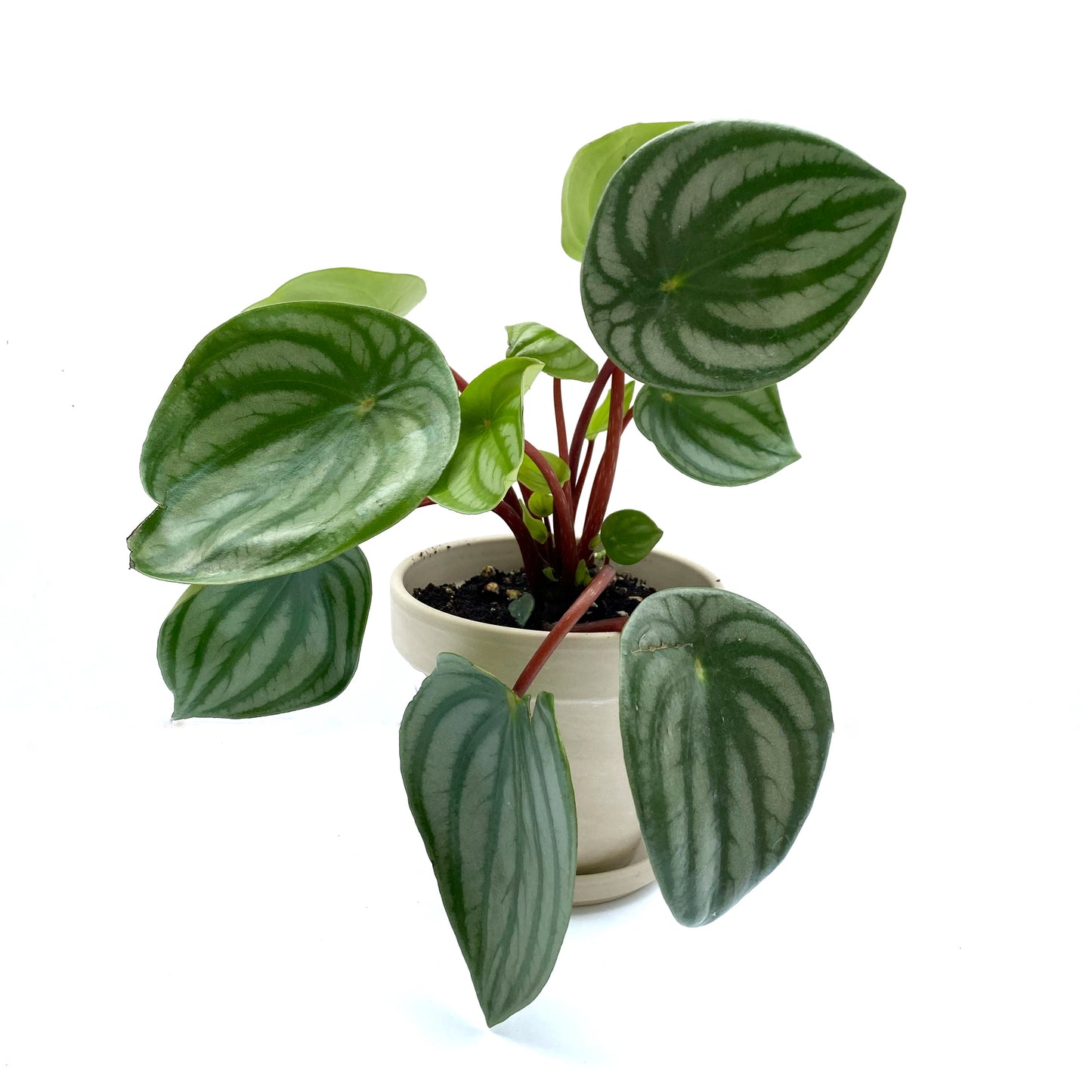 Peperomia Argyreia « watermelon »