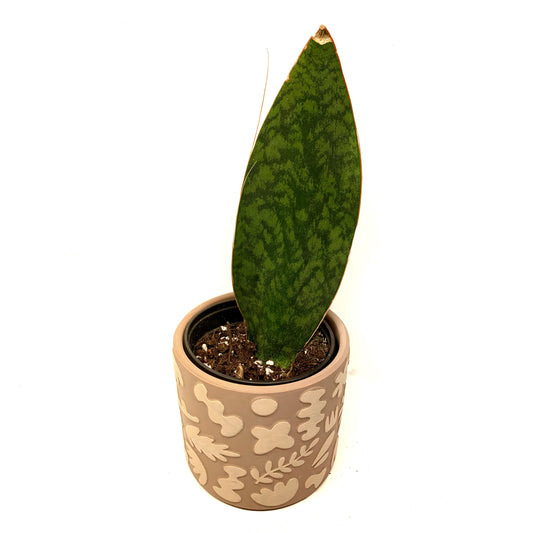 Sansevieria « Whale fin » | 4’’