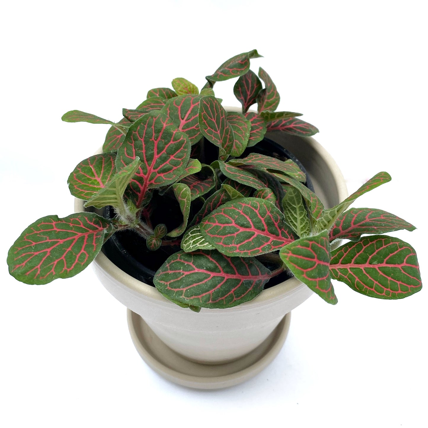 Fittonia | 3,5’’