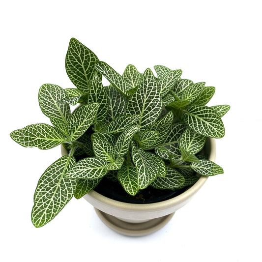 Fittonia | 3,5’’